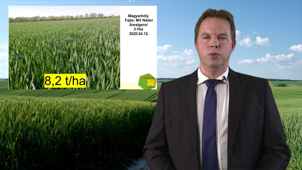 Amalgerol használata őszi búzában