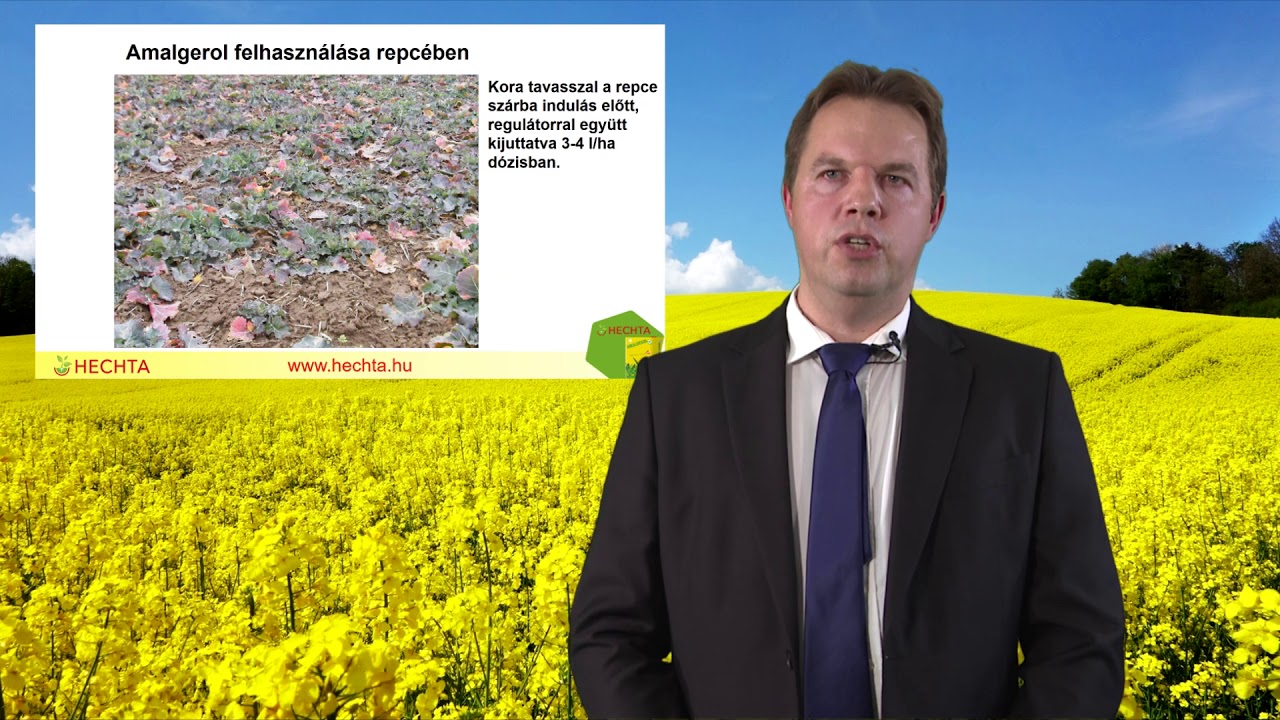 Amalgerol alkalmazása az őszi káposztarepce erősítésére.