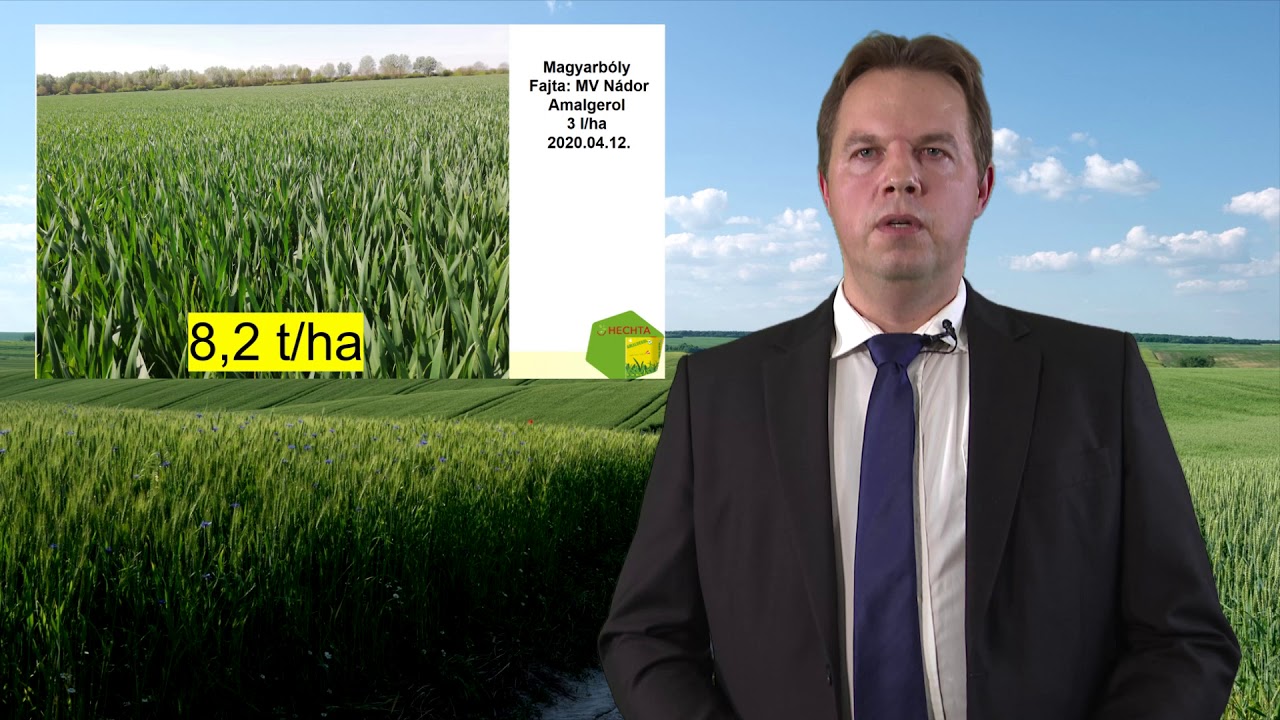 Amalgerol alkalmazása őszi káposztarepcében és búzában – az erősebb állományért