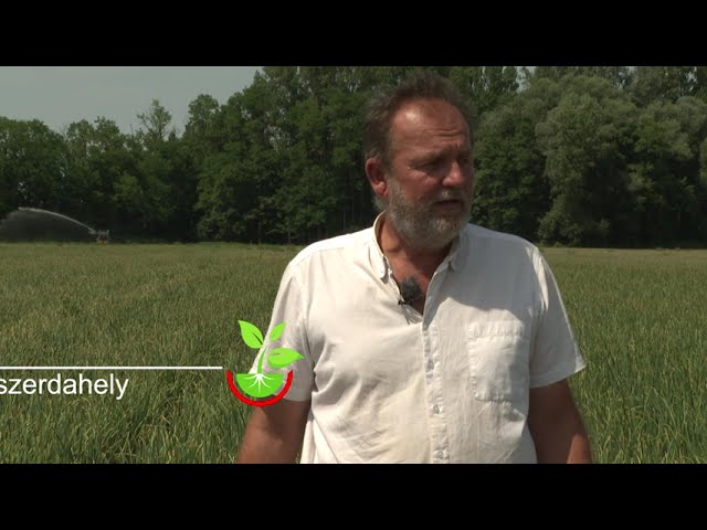 Tigra és Vegesol R hagymában