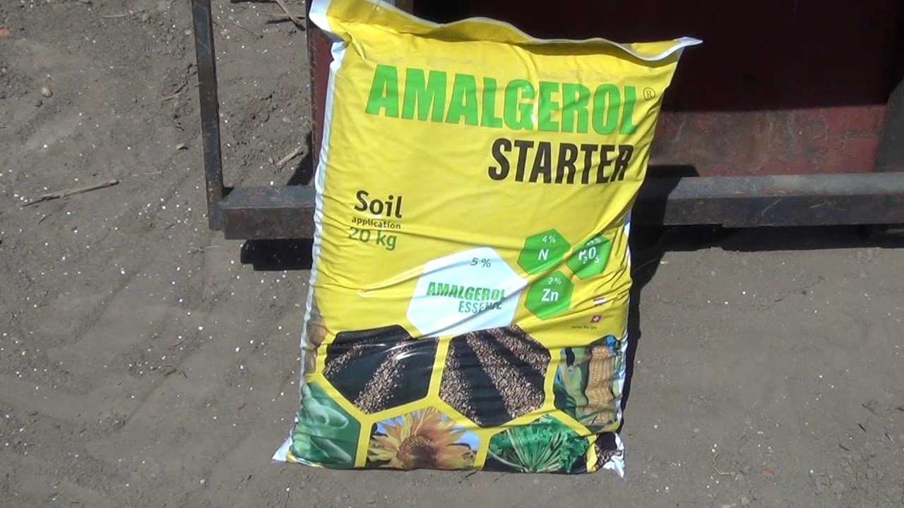  Amalgerol Starter alkalmazása kukoricában.