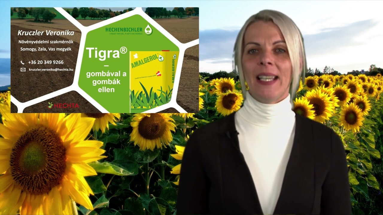 Tigra készítmény alkalmazása és eredményei.