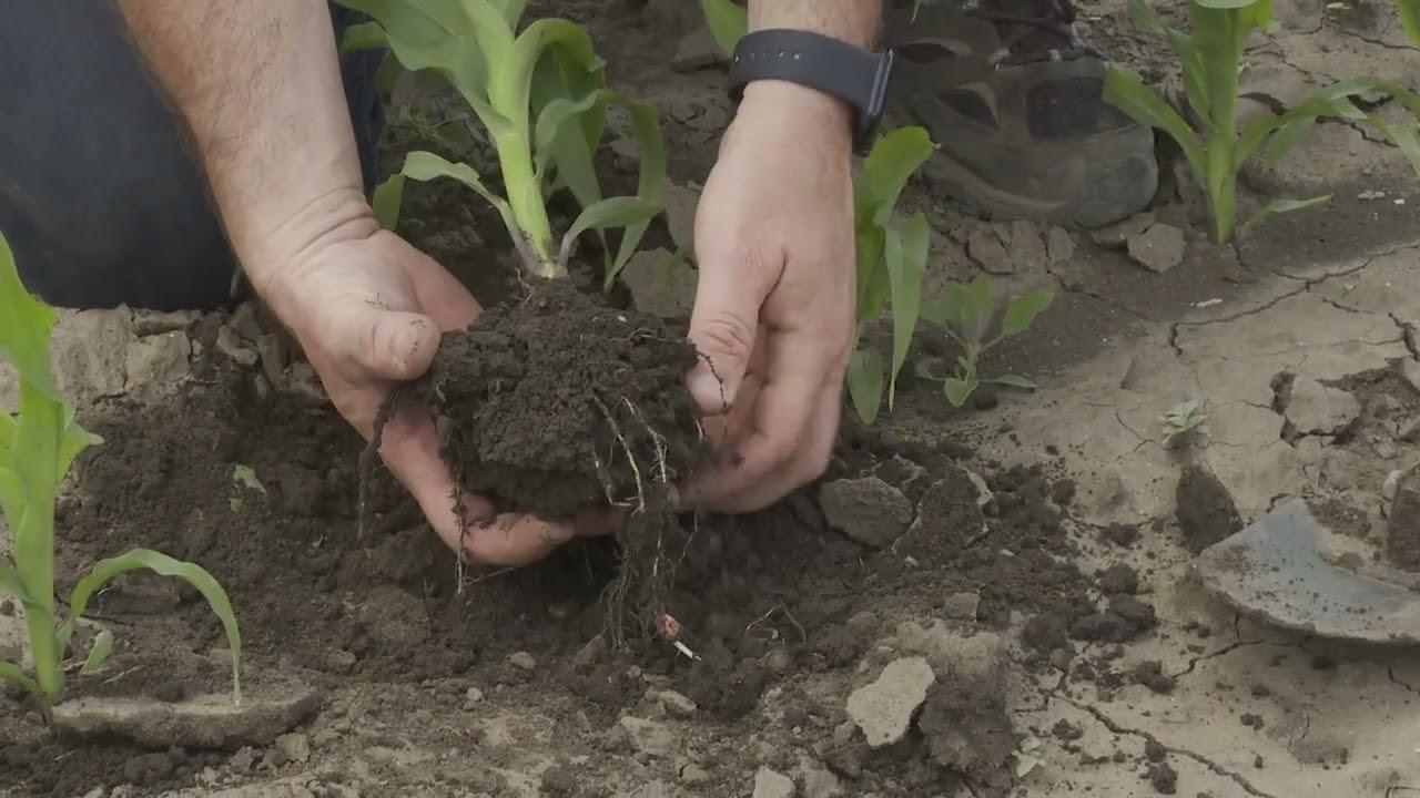 Rootguard Eco alkalmazása kukoricában.