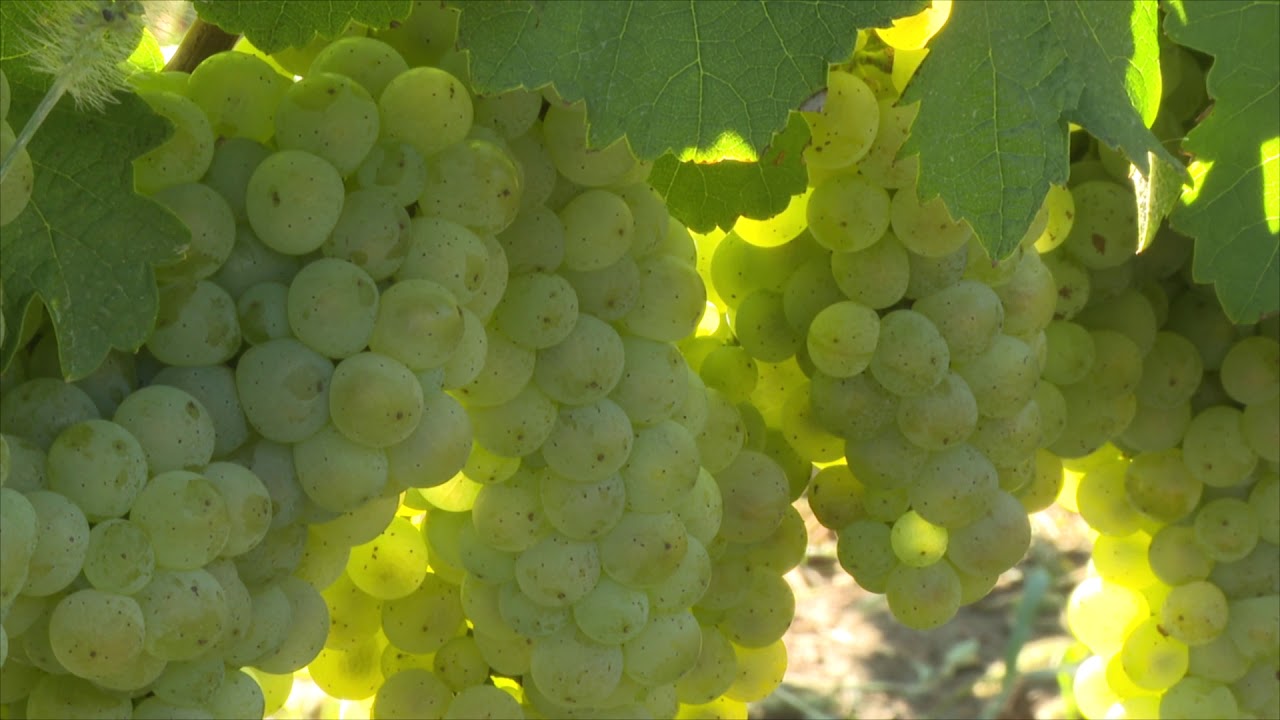 Vegesol R alkalmazása szőlőben - Villányi borvidék.